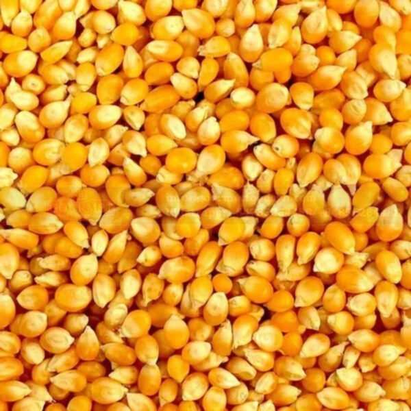 Wholesale Sweet Corn Seed from Kenya Yellow Corn Seeds for Export - Image 3