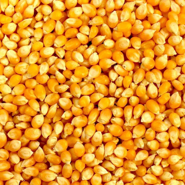 Wholesale Premium Quality GMO Yellow Corn Dried Fresh for Human Consumption Best Market Price Bulk Order Now - Image 3