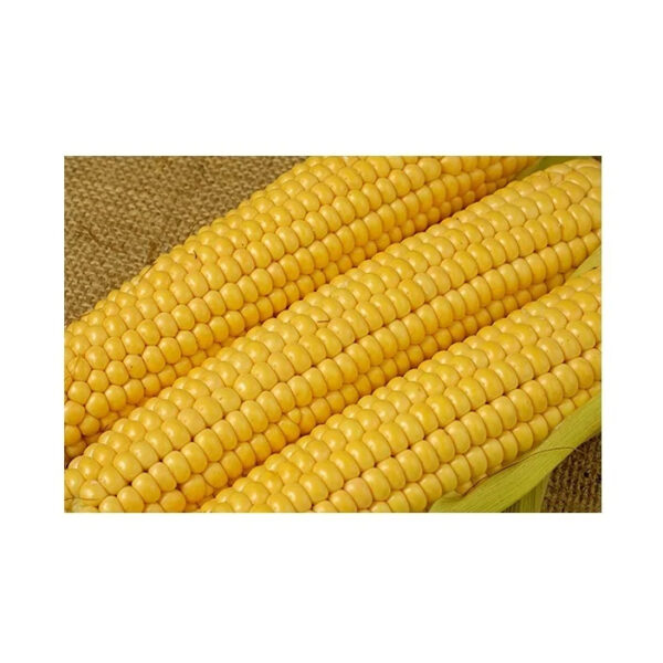 Yellow Corn High Quality Yellow Corn Maize Grains - Image 3
