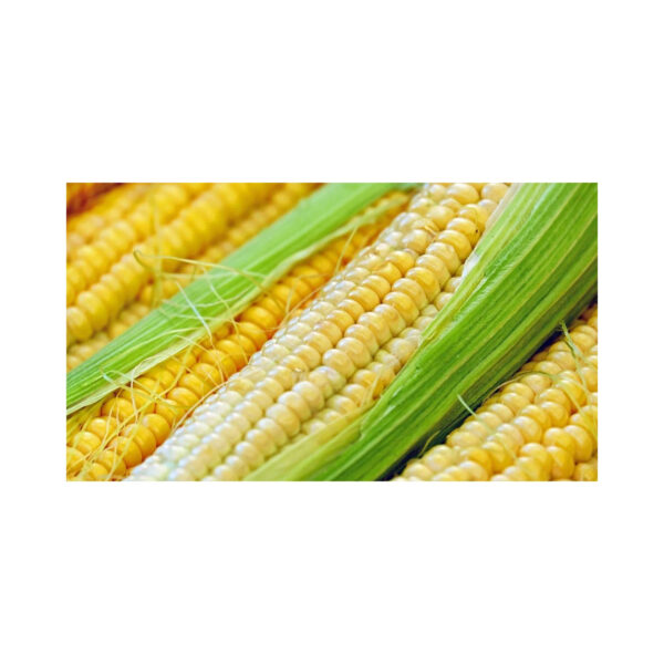 Wholesale Bulk Kernel Dried Yellow Corn - Image 3