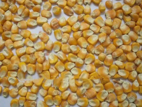Yellow Maize Yellow Corn Chicken Feed Prices Animal and Bird Feed Yellow Corn Corn Flour - Image 3