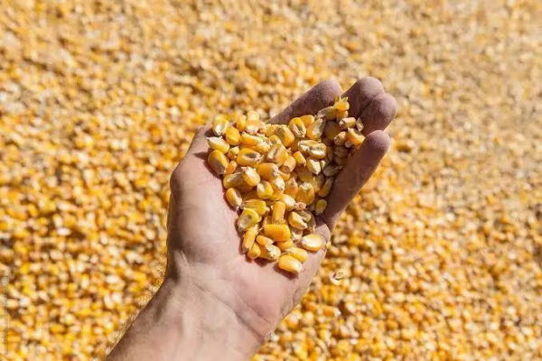 New Crop Yellow Corn Maize for Human and Animal Feed Grade Consumption Yellow Corn for Poultry Feed - Image 3