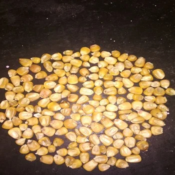 Dried Yellow Corn Yellow Maize for Animal Feed in High Quality for Sale From Kenya - Image 3