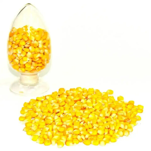 Yellow Maize Dried Yellow Corn Popcorn White Corn Maize - Image 3