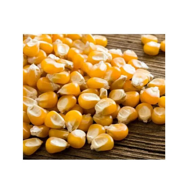 Kenya Bulk Yellow Corn for Human Consumption - Image 3