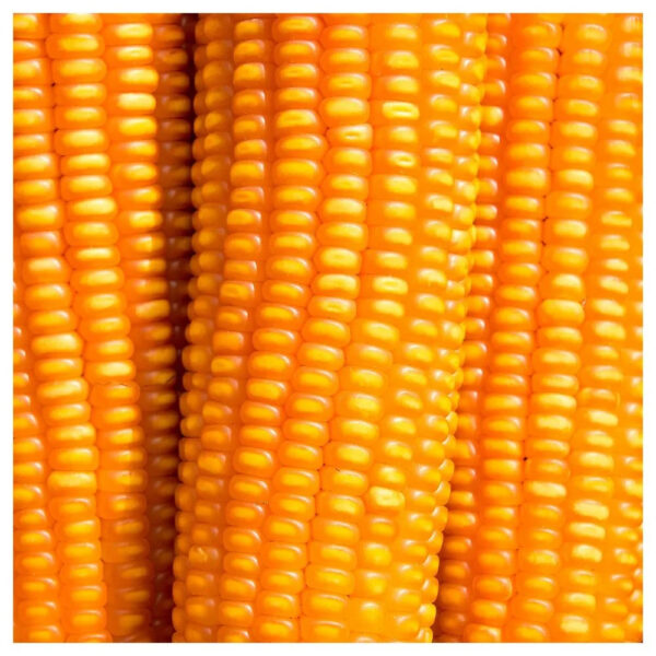 Yellow Corn Dried Style - Image 3