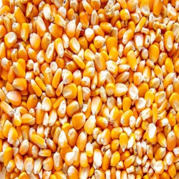 EXPORT QUALITY Yellow Corn Maize for Animal Feed Quality Yellow Corn Price Per Ton - Image 3