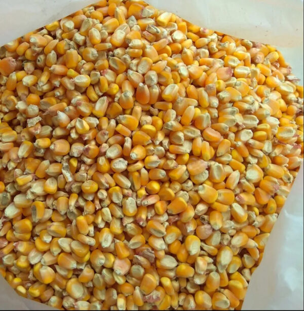 Best Quality Yellow Corn for Animal Feed Low Moisture Maize Export High Protein Content Supplier - Image 3
