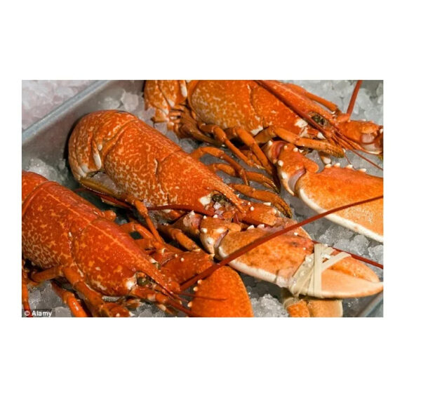 Fresh Cheapest Live Canadian Lobsters Frozen Lobster Tails - Image 3