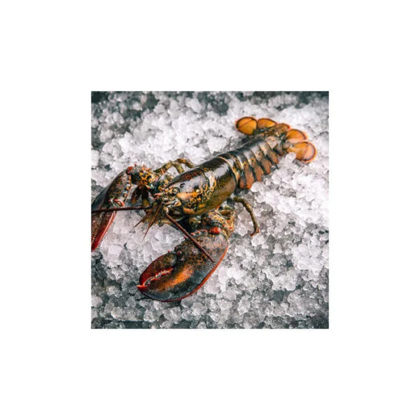 High Grade Live Lobster and Crayfish Available at Low Market Price - Image 3