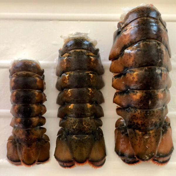 Premium Fresh and Frozen Seafood Lobster Tails Live Crawfish and Lobsters in Boxes for Sale - Image 3