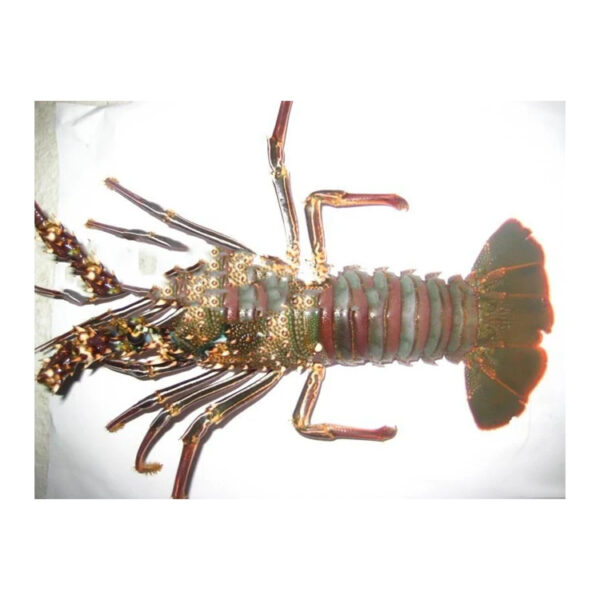 Premium Fresh Lobsters for Sale Perfect for Seafood Lovers and Restaurants Fresh Lobsters for Sale - Image 3