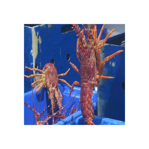 Custom Rate Wholesale High Quality Consumption Seafood Product Fresh Adjustable Price Frozen Rock Lobster Selling Frozen Lobster - Image 3