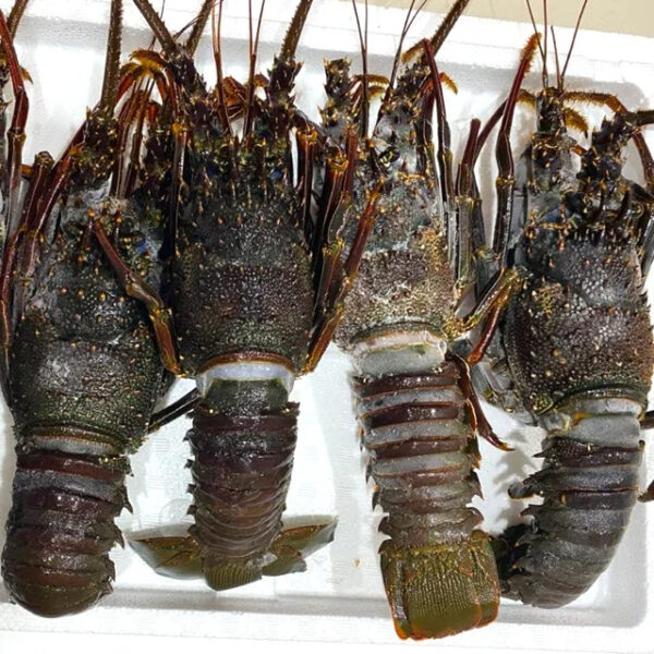 Wholesale 100% Top Quality Fresh  Live Frozen Lobsters (Seafood) in Bulk at Best Market Price Worldwide at Low Price - Image 2