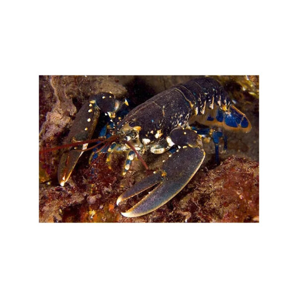 Grilled Lobster tails with Garlic Butter Lobsters for Seafood Restaurants and Catering - Image 2
