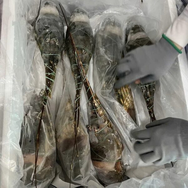 Premium Seafood Fresh and Frozen Lobster Buy Cheap Frozen Lobster From Kenya - Image 2