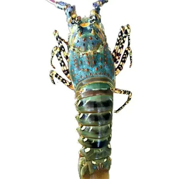 Canadian Lobsters Frozen Lobster Available - Image 4