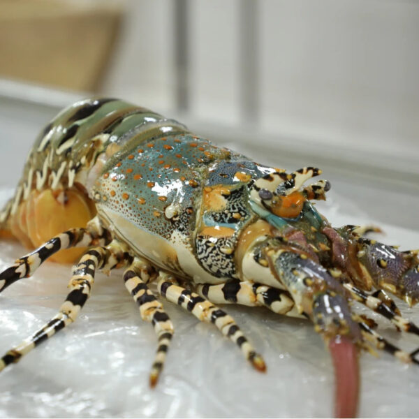 Wholesale 400/500g Class- a Frozen Lobster Whole IWP in 10 kg Carton Top Quality Wild Catch - Image 3