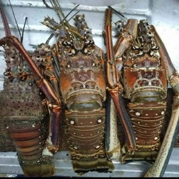 Premium Seafood Fresh and Frozen Lobster Lobster Tails for Sale Live Lobsters live Spiny Lobsters - Image 3