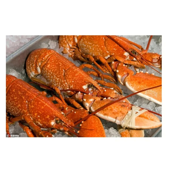 Best Price Live  Fresh Frozen American Lobster Available - Image 3