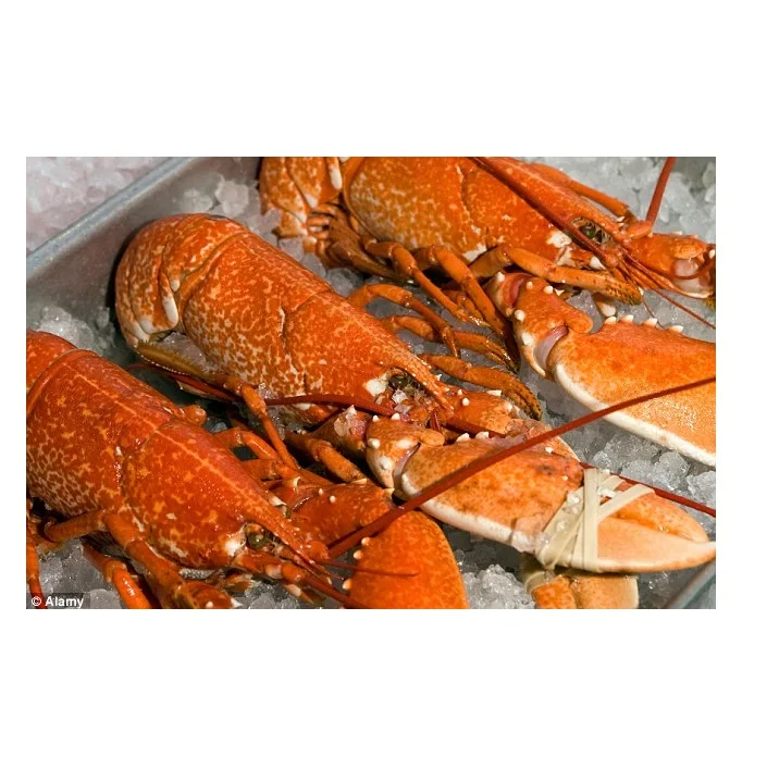 Best Price Live  Fresh Frozen American Lobster Available - Image 3