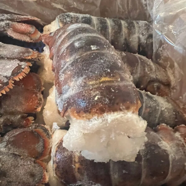 Wholesale Price Fresh and Frozen Lobster for Sale Red Lobsters in Bulk Raw Frozen Lobster Tails - Image 3