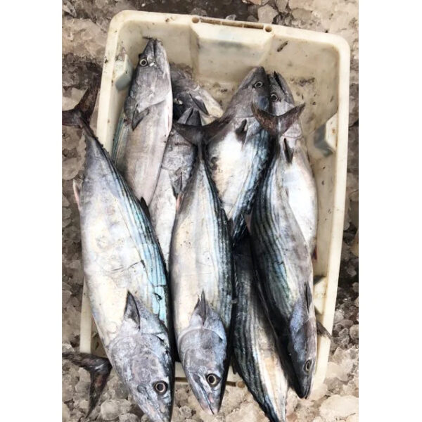 Fresh Seafood Atlantic Mackerel Fish Frozen Indian Mackerel Fish - Image 3
