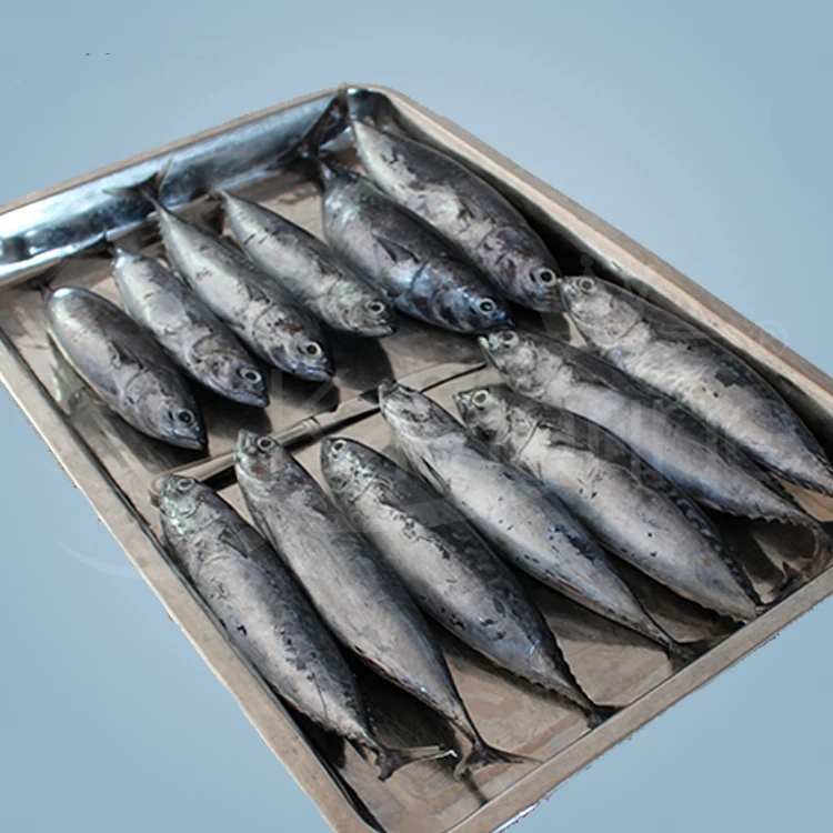 Frozen Seafood And Fish Frozen Mackerel - Image 3
