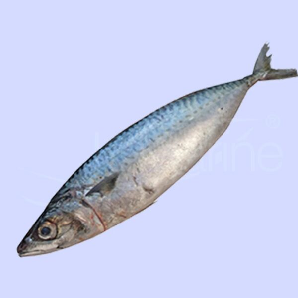 Fish and Seafoods Frozen Mackerel - Image 2
