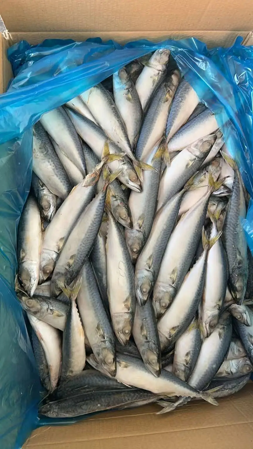 Land Frozen Pacific Mackerel 100-200g Whole Round Frozen Mackerel Fish from Indian Ocean - Image 3