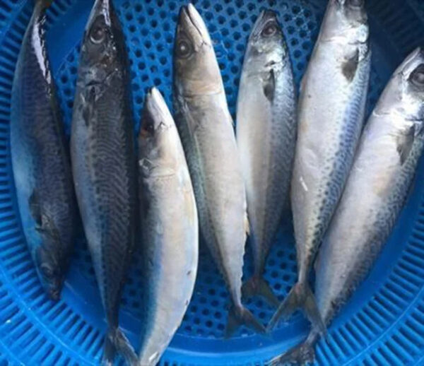 Marine Frozen Pacific Mackerel (scomber Japonicus) Whole Round Frozen Mackerel - Image 3