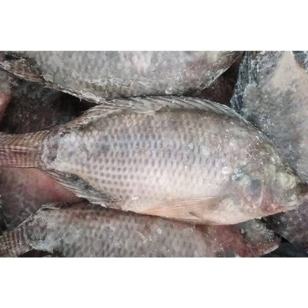 Export Congele Poisson Tilapia Fish Indian Ocean Tilapia En Gros Whole Frozen Tilapia Fish Wholesale - Image 3