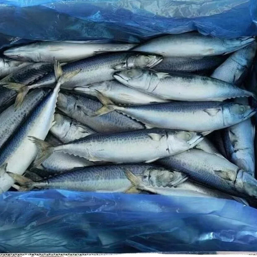 New Season High Quality Frozen Mackerel Cold Storage 10kg/15kg Per CTN Milkfish Salmon Tilapia - Image 3