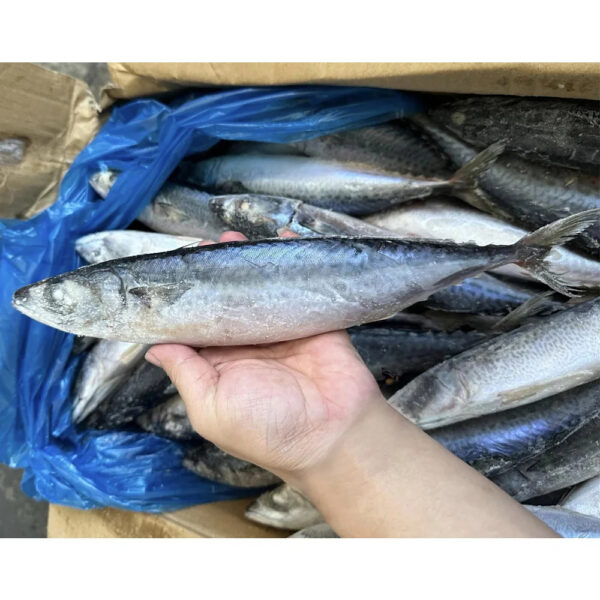 Wholesale Frozen Pacific Mackerel Fish Bqf Indian Ocean Mackerel Fish 150 250g for Fishing Bait Importers in Africa - Image 3