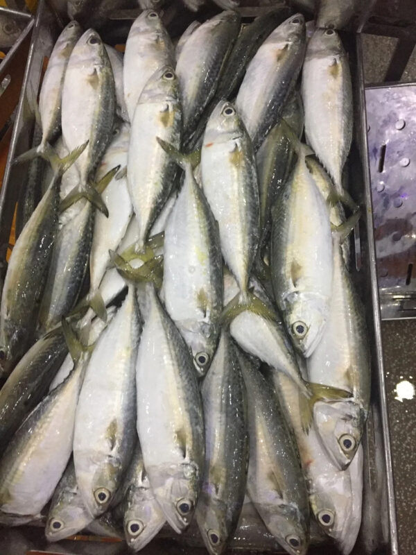 Frozen Sea Fish Indian Mackerel Whole Round Size 4/6 6/8 8/10 From Atlantic and Pacific Oceans - Image 3