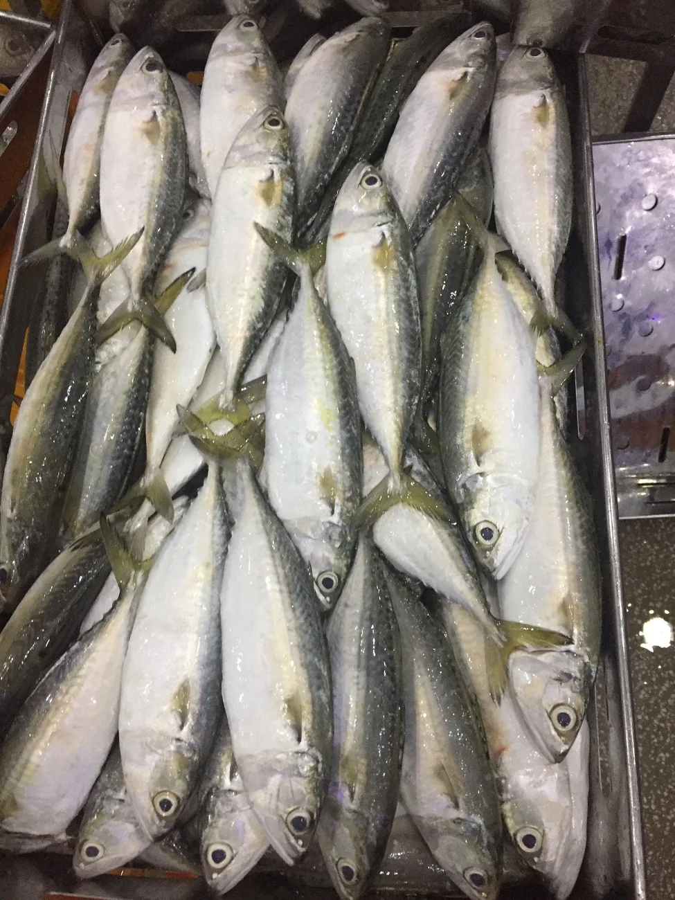 Frozen Sea Fish Indian Mackerel Whole Round Size 4/6 6/8 8/10 From Atlantic and Pacific Oceans - Image 3
