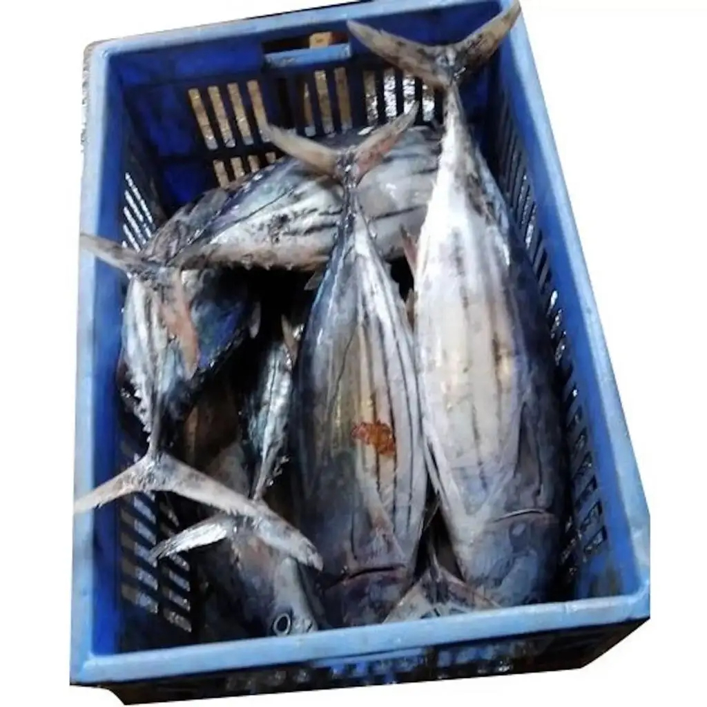 Great Quality Frozen Fish Mackerel High Protein Healthy Seafood Frozen Horse Mackerel Seafood Fish for Wholesale in Good Price - Image 3