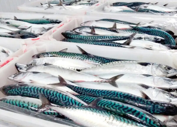 Frozen Horse Mackerel Pacific Indian Atlantic Mackerel Fish for Sale - Image 3