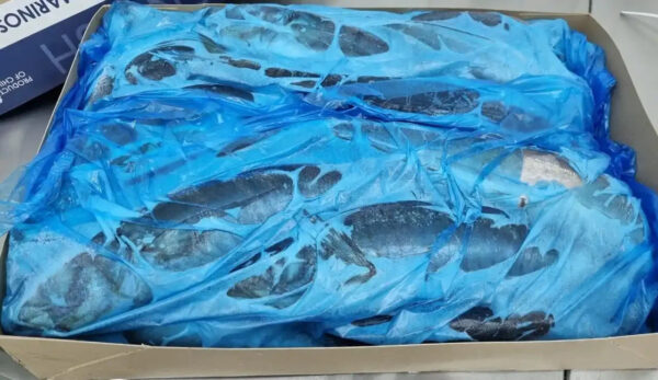 Frozen Horse Mackerel for Sale Top-Grade Frozen Fish Ideal for Grilling Frying and Stews Bulk Orders Available - Image 3