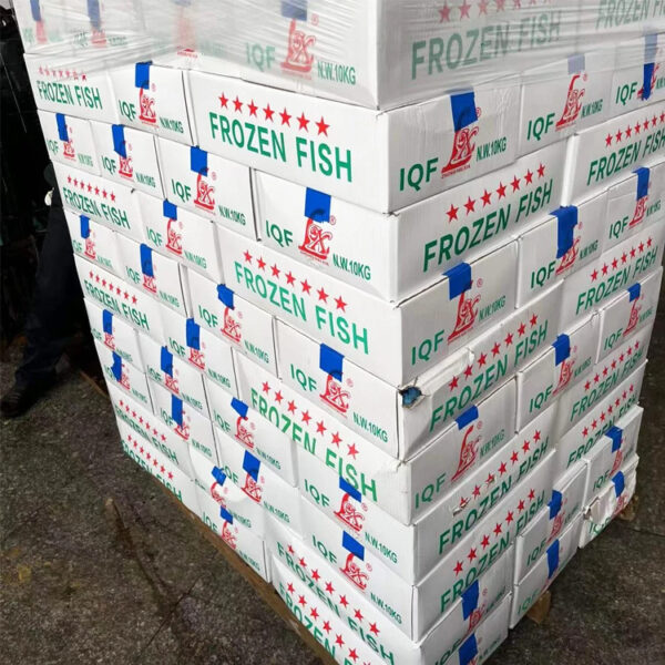 Hot Sale Good Quality IQF Mackerel Scomber Japonicus Size 6-8 pcs per kg Frozen Pacific Mackerel Fish with Fast Shipment - Image 3