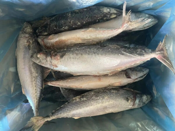 Export 10-15pcs/ctn 500g+ Frozen Fish BQF Whole Round Frozen Pacifated Mackerel Fish Pacific Mackerel - Image 3