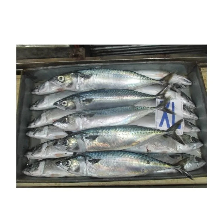 Organic Atlantic Mackerel Fish in Bulk Frozen Whole Fast Shipping with Water Preservation Wholesale Price from Supplier - Image 4