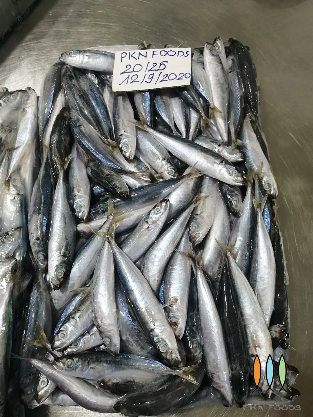 Frozen Mackerel Layang Scad Fish High Quality Cheap Price - Image 3