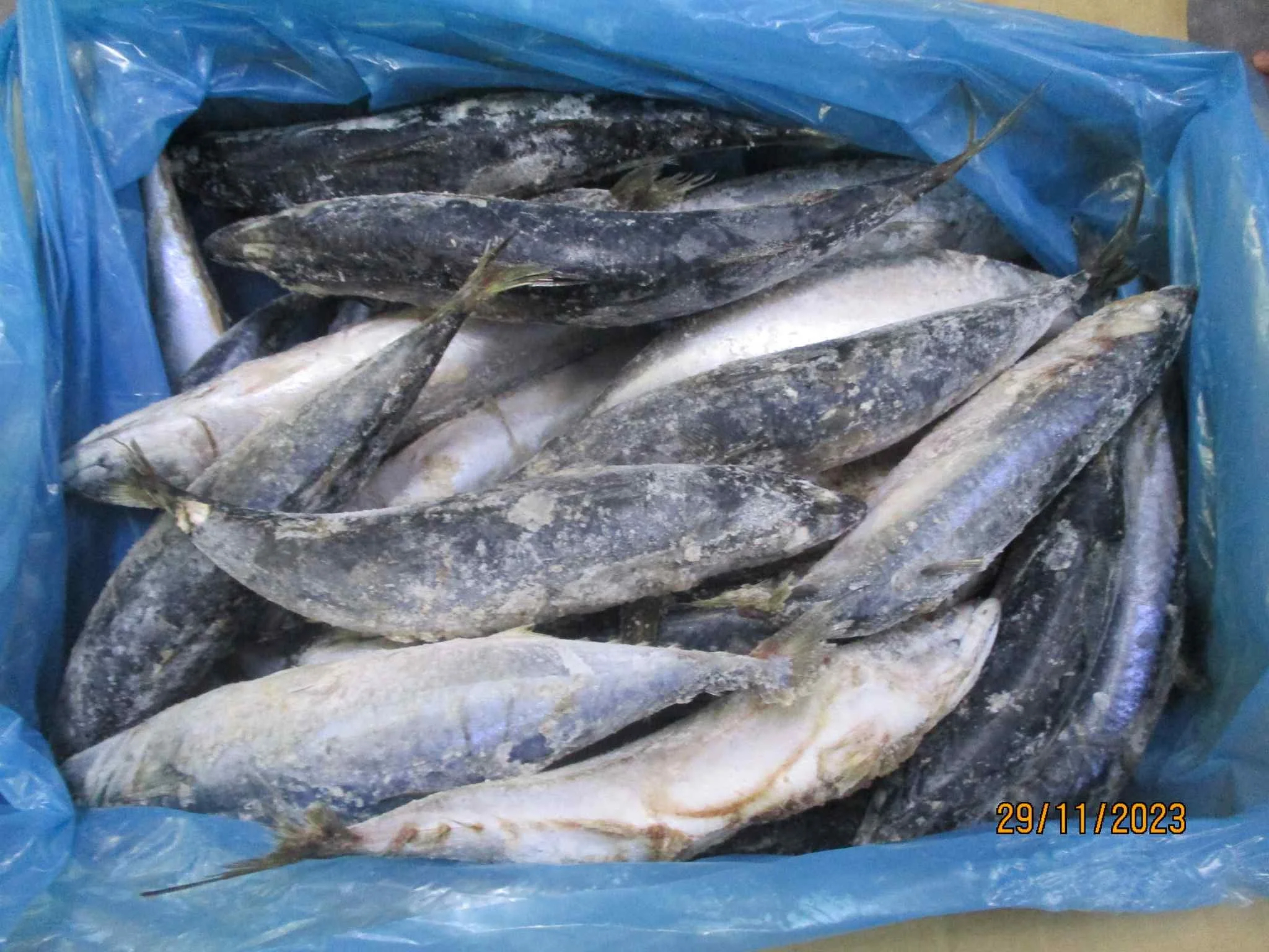 Frozen Pacific Mackerel Whole Round Hot Sale High Quality Seafood - Image 3