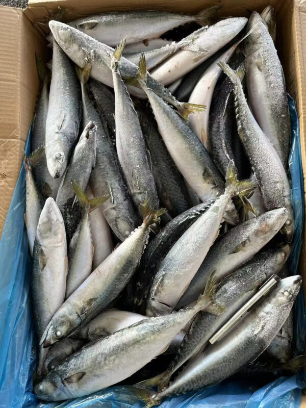 Top Quality Chinese Fresh Frozen Pacific Mackerel Fish - Image 3
