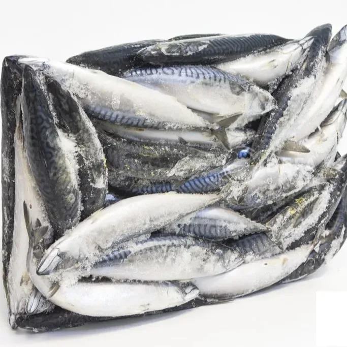 Hot Selling Price Fresh Frozen Mackerel Fish Seafood Fish in Bulk - Image 3
