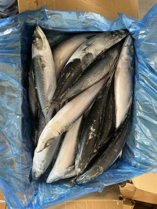 Top Selling High Fat Frozen Pacific Mackerel Premium Quality Sea Frozen Mackerel Fish for Africa - Image 4