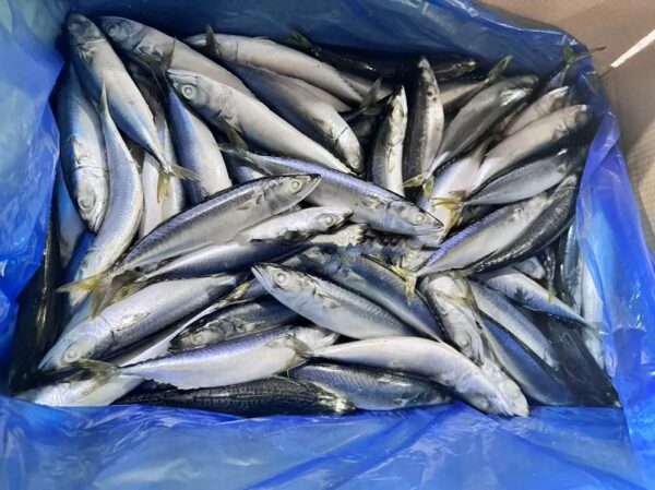 Chinese Factory Ship Frozen Mackerel Whole - Image 3
