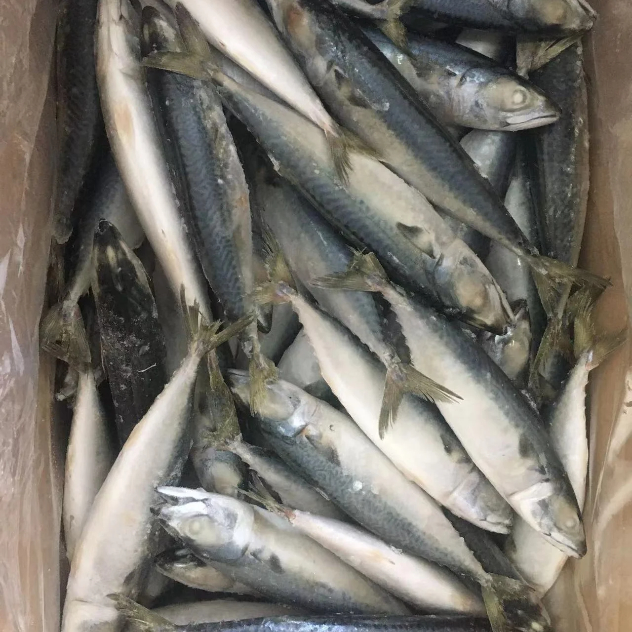 Hot Sale Frozen Fresh Fish Supplier Best Price Fish Frozen Seafood Mackerel - Image 3