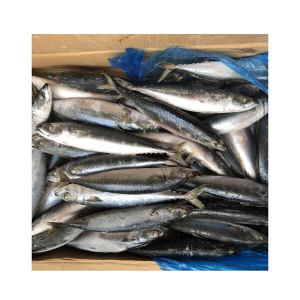 100-200g Mackerel Frozen Fish Pacific Mackerel Tuna - Image 3